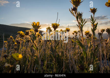 Fleurs sauvages dans le Colorado Banque D'Images