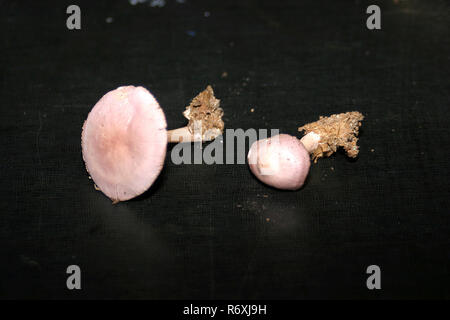 Mycena pura communément connue sous le nom de bonnet lilas sur fond noir Banque D'Images