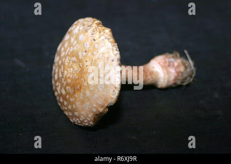 Le blush de couleur noire sur les champignons pour les démonstrations de table Banque D'Images