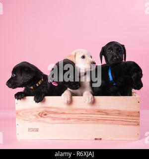 Portée de Labrador, Labrador 5 puppys dans une caisse de vin Banque D'Images