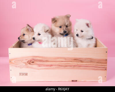 Portée des Pomeranians 4 puppys dans une boîte Banque D'Images