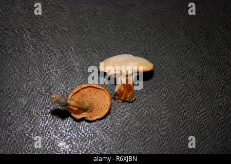 Hydnum repandum communément connue sous le nom de sucreries ou de bois ou de hérisson hedgehog mushrooms sur tableau noir Banque D'Images