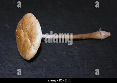 Xerula longipes champignon sur table de couleur noire pour les démonstrations Banque D'Images