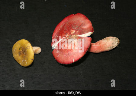 Russula cyanoxantha champignons sur tableau noir Banque D'Images