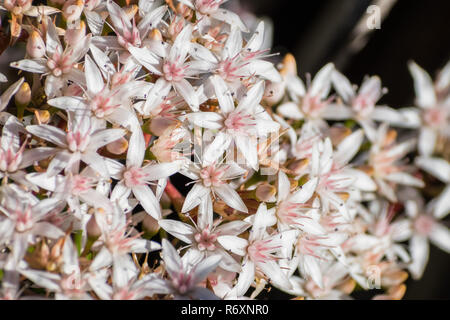 Close up of blooming Crassula ovales (communément connu sous le nom de jade plant, arbre de l'amitié, la chance, la plante ou arbre d'argent), Californie Banque D'Images