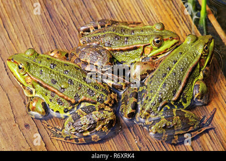 Un étang trio grenouille se réchauffe dans le soleil du printemps Banque D'Images