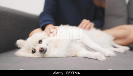 Propriétaire de l'animal à masser sur son chien Banque D'Images