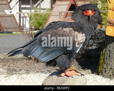 Les jongleurs (terathopius ecaudatus) Banque D'Images