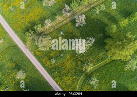 Arbres en fleurs sur le verger prairie au printemps Banque D'Images