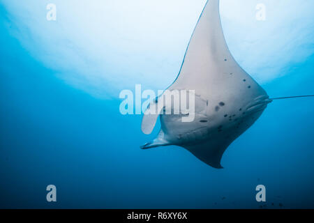 Manta Ray, vue du dessous. Les modèles noir abdominale sont des indices pour l'identification individuelle. L'île de Yap (États fédérés de Micronésie. Banque D'Images