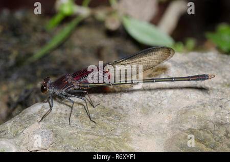 Rubyspot, Hetaerina americana américain, homme Banque D'Images