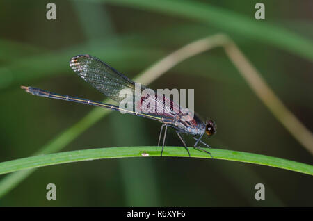 Rubyspot, Hetaerina americana américain, homme Banque D'Images