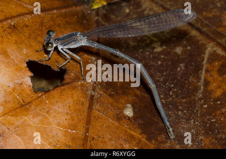 Dusky Dancer, Argia translata, femme la ponte Banque D'Images