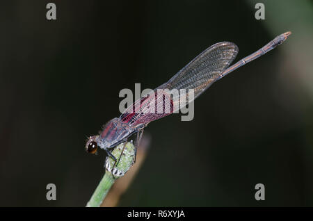 Rubyspot, Hetaerina americana américain, homme Banque D'Images