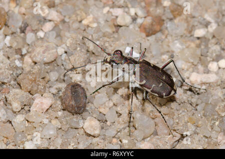 Tiger Beetle bronzées, Cicindela repanda Banque D'Images