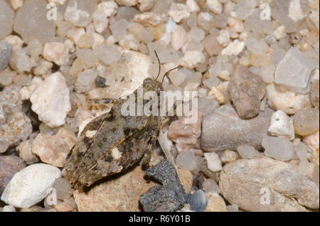 Pygmée Grasshopper, Paragettix sp., camouflage sur sable Banque D'Images