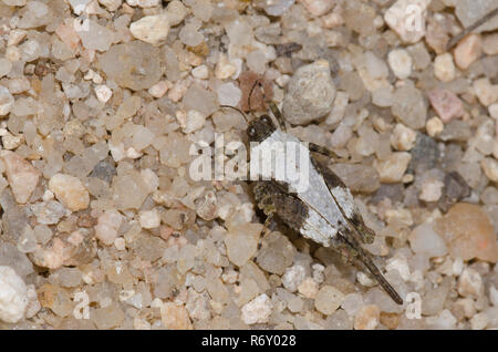 Pygmée Grasshopper, Paragettix sp., camouflage sur sable Banque D'Images