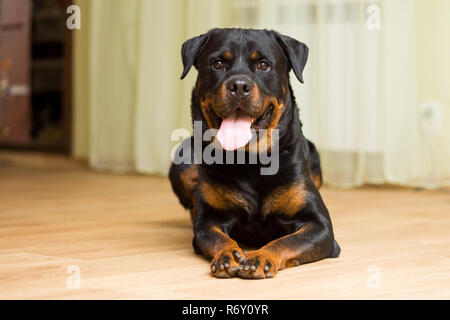 Chien de race Rottweiler allongé sur le sol avec sa langue dehors Banque D'Images