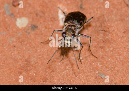 Tiger Beetle bronzées, Cicindela repanda Banque D'Images