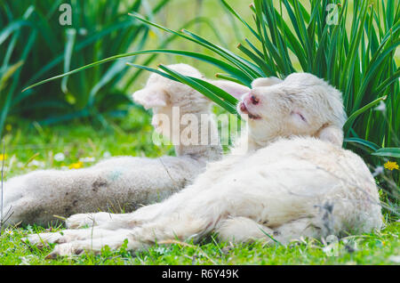 Funny cute little lamb se reposant dans un pré Banque D'Images