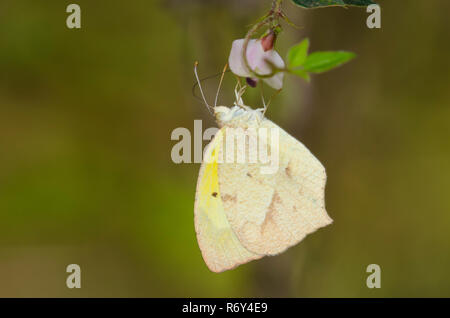 Jaune mexicain, Abaeis mexicana, nectaring d'Amberique-bean, Strophostyles helvola Banque D'Images