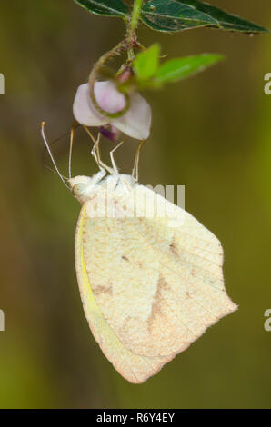 Jaune mexicain, Abaeis mexicana, nectaring d'Amberique-bean, Strophostyles helvola Banque D'Images