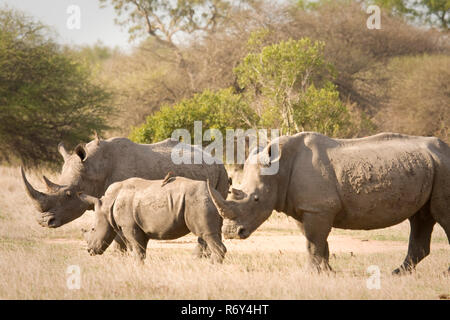 Famille de rhinocéros blanc sauvage dans une savane sèche, Kruger, Afrique du Sud Banque D'Images