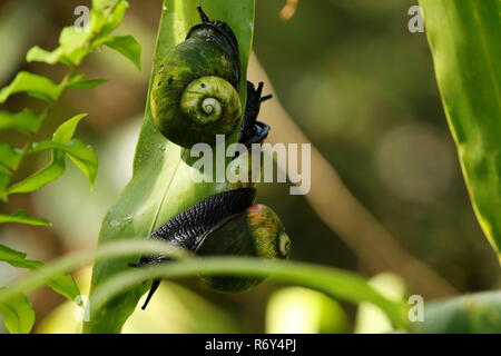 Escargot arbre géant dans la forêt de Sinharaja de Sri Lanka Banque D'Images