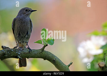 Jardin femelle Phoenicurus phoenicurus rougequeue sur blossoming apple tree Banque D'Images