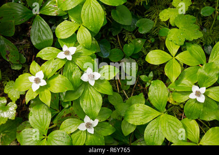 WA15450-00...WASHINGTON - Masse dogwood blooming le long du sentier en boucle double Firs à Mount Rainier National Park. Banque D'Images