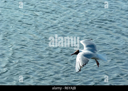 Battant brown-hooded gull (chroicocephalus maculipennis) dans la région de Park, Londres, Royaume-Uni Banque D'Images