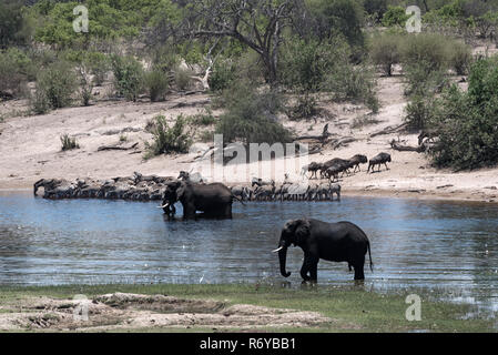 Des éléphants, des zèbres et des gnous sur la rivière Boteti dans Makgadikgadi Pans National Park, Botswana Banque D'Images