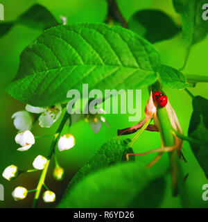 Floraison de printemps fond vert avec les coccinelles Banque D'Images