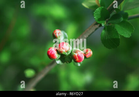 Bourgeons rouge de Apple Blossom closeup Banque D'Images