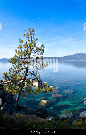 Pine Tree à l'avant avec le lac Tahoe dans l'arrière Banque D'Images