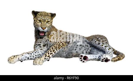 Le Rendu 3D grand chat Leopard on White Banque D'Images
