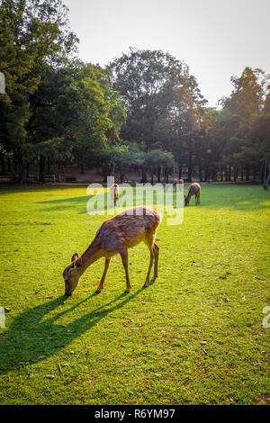 Cerfs Sika dans le Parc de Nara, Japon Banque D'Images