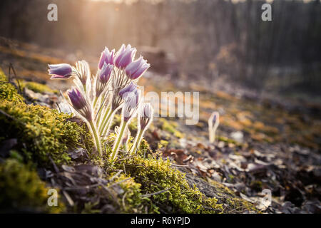 Printemps Fleurs Anémone pulsatille. La saison de printemps. Belles fleurs violettes fleurs anémone pulsatille (pulsatilla-grandis) Banque D'Images