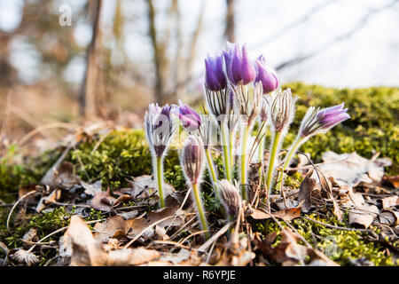 Printemps Fleurs Anémone pulsatille. La saison de printemps. Belles fleurs violettes fleurs anémone pulsatille (pulsatilla-grandis) Banque D'Images