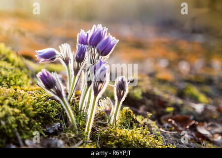 Printemps Fleurs Anémone pulsatille. La saison de printemps. Belles fleurs violettes fleurs anémone pulsatille (pulsatilla-grandis) Banque D'Images