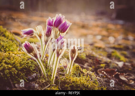 Printemps Fleurs Anémone pulsatille. La saison de printemps. Belles fleurs violettes fleurs anémone pulsatille (pulsatilla-grandis) Banque D'Images