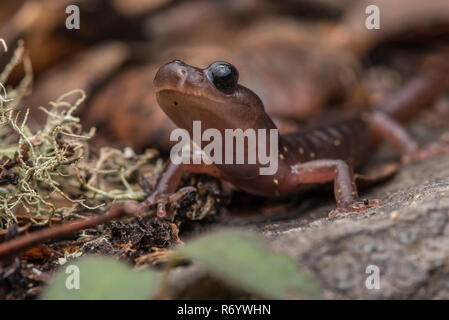 Un gros plan du visage d'une salamandre arboricole (Aneides lugubris) une espèces de salamandres sans poumons de l'ouest de la Californie. Banque D'Images