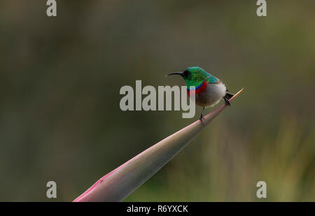 Le sud du goéland à sunbird, Chalcomitra chalybeus, perché sur succulente. Le Cap, Afrique du Sud. Banque D'Images