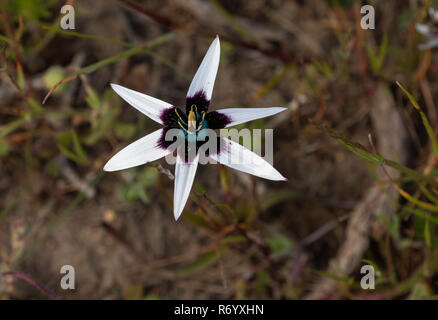 Peacock Cape Star, Pauridia capensis, en fleurs ; Western Cape, Afrique du Sud. Banque D'Images