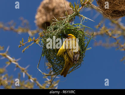 Cape Weaver Ploceus capensis, à son nid dans un arbre de la fièvre, Acacia xanthophloea Cederberg, montagne, Afrique du Sud. Banque D'Images