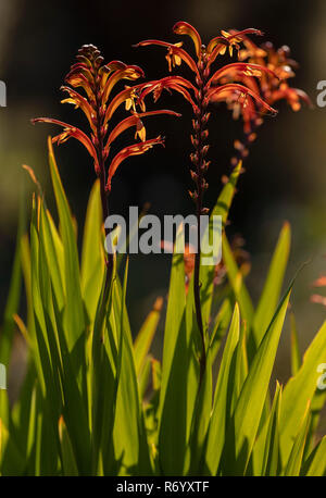 Chasmanthe floribunda, drapeau de l'Afrique, en fleurs dans les montagnes du Drakensberg, Afrique du Sud. Banque D'Images