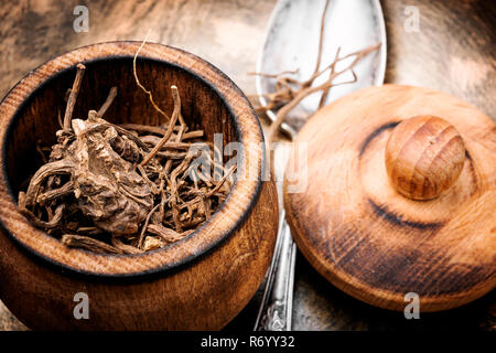 Rhizomes séchés et des racines de la valériane médicinal. Herbes médicinales Banque D'Images