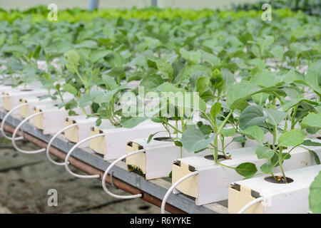 Hydroponie le brocoli chinois ou chinois légumes chou en plantation de culture aquaponique Banque D'Images