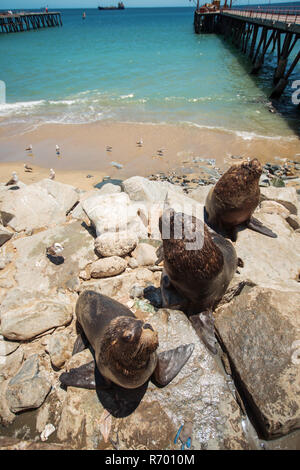 Nourrir les pélicans et les lions de mer Banque D'Images