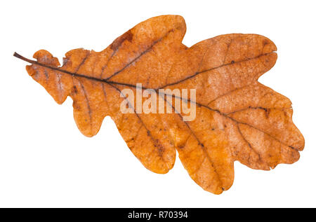 Feuille de chêne brun isolated on white Banque D'Images